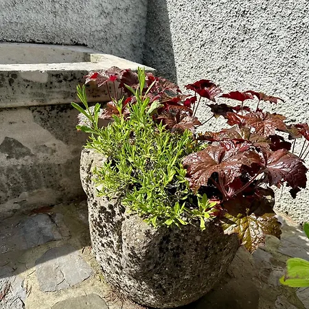 公寓 Alpine Echo 博维茨
